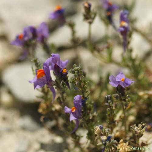 Linaire des Alpes - Linaria alpina subsp. alpina