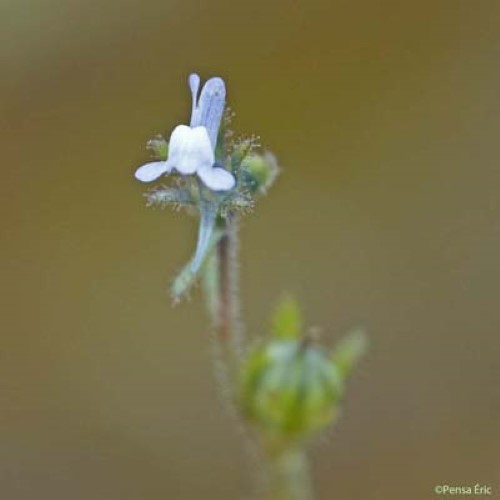 Linaire des champs - Linaria arvensis