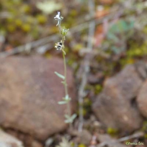 Linaire des champs - Linaria arvensis