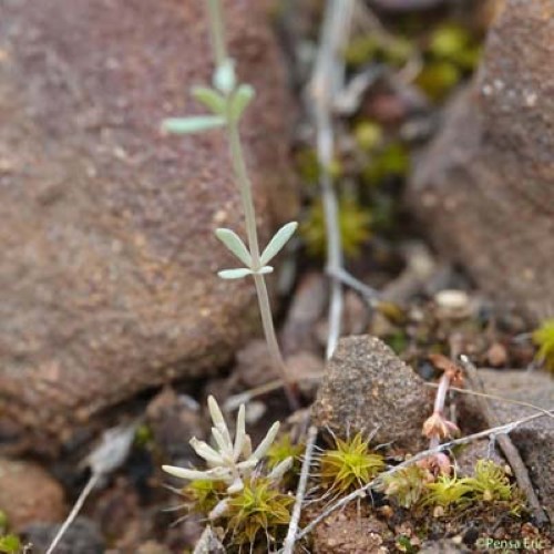 Linaire des champs - Linaria arvensis