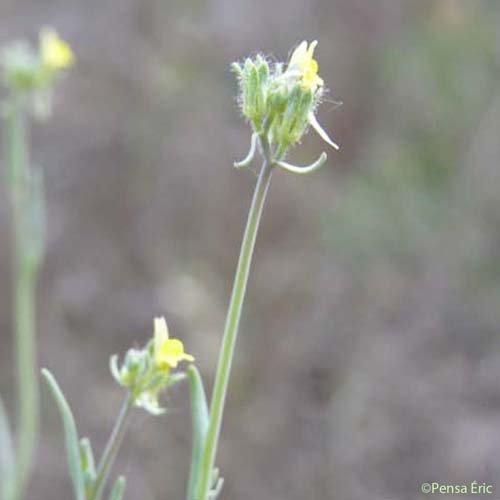 Linaire simple - Linaria simplex