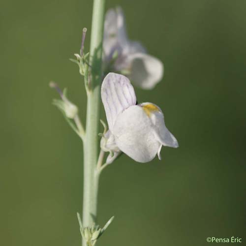 Linaire striée - Linaria repens