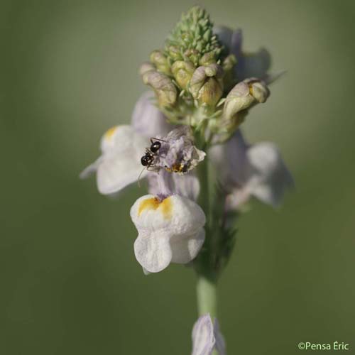 Linaire striée - Linaria repens