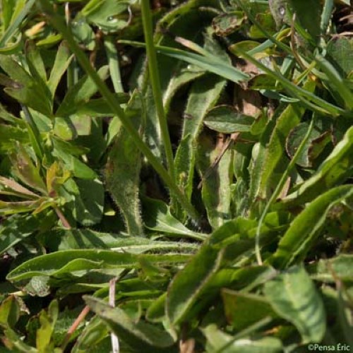 Liondent de Suisse - Scorzoneroides pyrenaica