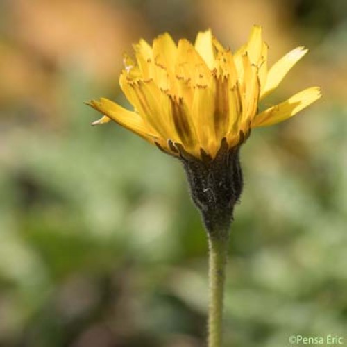 Liondent des montagnes - Scorzoneroides montana