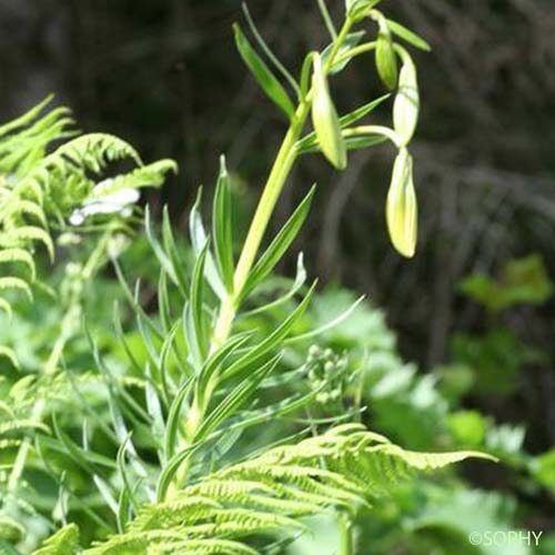 Lis des Pyrénées - Lilium pyrenaicum