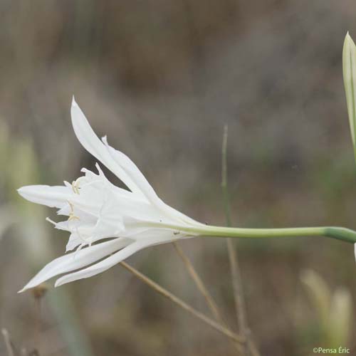 Lis maritime - Pancratium maritimum