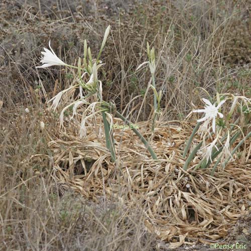 Lis maritime - Pancratium maritimum