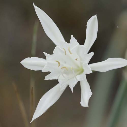 Lis maritime - Pancratium maritimum