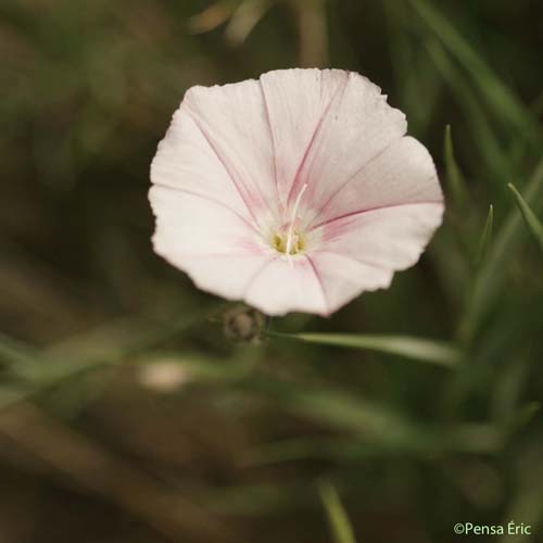 Liseron de Biscaye - Convolvulus cantabrica