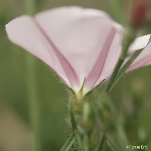 Liseron de Biscaye - Convolvulus cantabrica