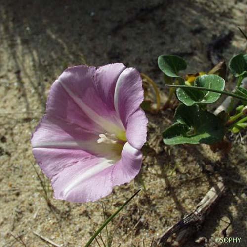 Liseron des dunes - Convolvulus soldanella