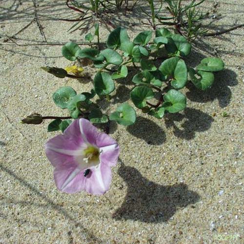 Liseron des dunes - Convolvulus soldanella