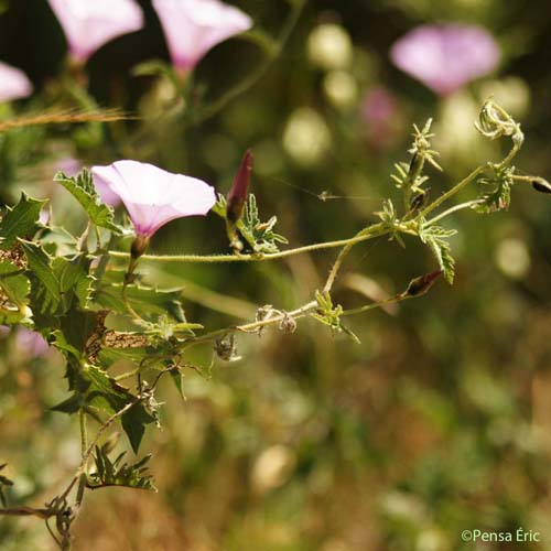 Liseron fausse Guimauve - Convolvulus althaeoides