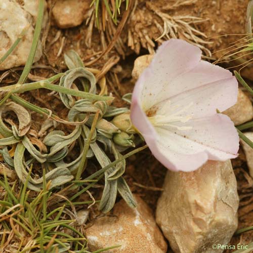 Liseron rayé - Convolvulus lineatus