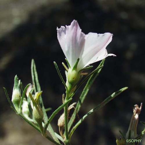 Liseron rayé - Convolvulus lineatus