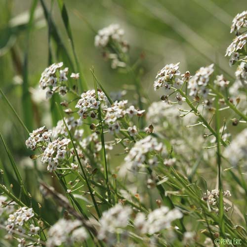 Lobulaire maritime - Lobularia maritima subsp. maritima