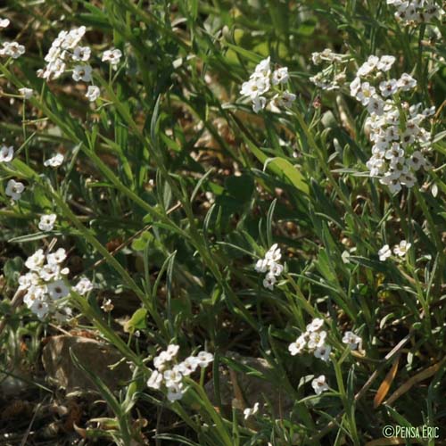 Lobulaire maritime - Lobularia maritima subsp. maritima