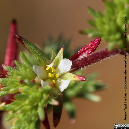 Loéflingie d'Espagne - Loeflingia hispanica