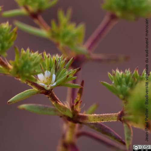 Loéflingie d'Espagne - Loeflingia hispanica