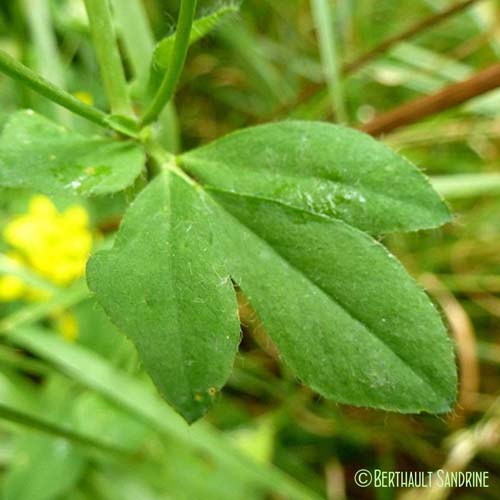 Lotier corniculé - Lotus corniculatus subsp. corniculatus