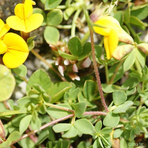 Lotier des Alpes - Lotus corniculatus subsp. alpinus