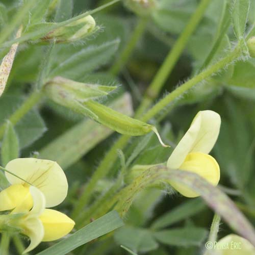 Lotier maritime - Lotus maritimus var. hirsutus