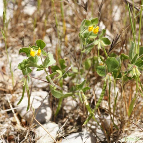 Lotier pied d'oiseau - Lotus ornithopodioides