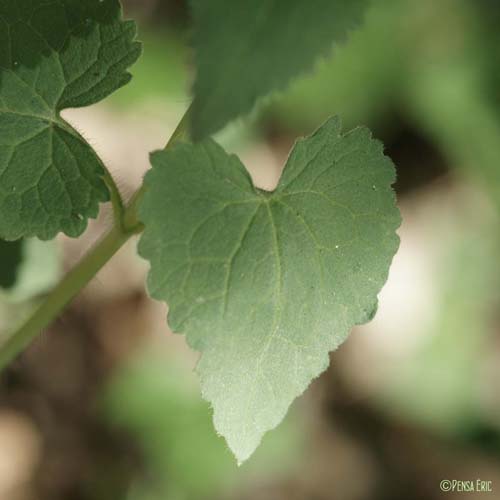 Lunaire annuelle - Lunaria annua