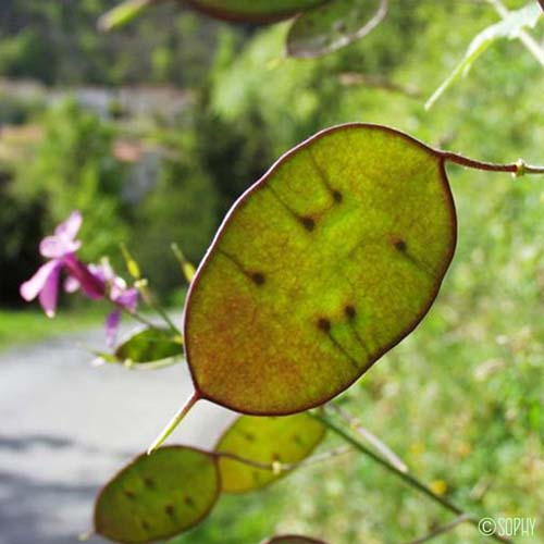 Lunaire annuelle - Lunaria annua