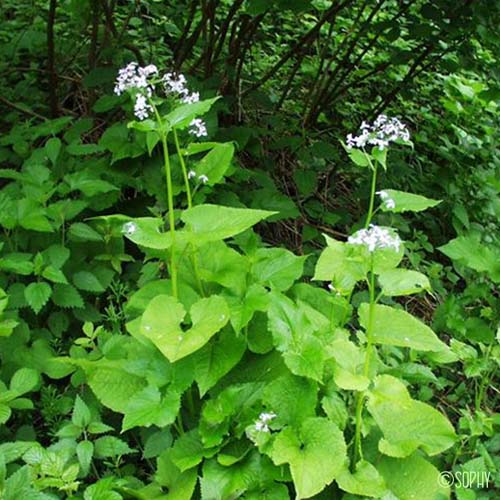 Lunaire vivace - Lunaria rediviva