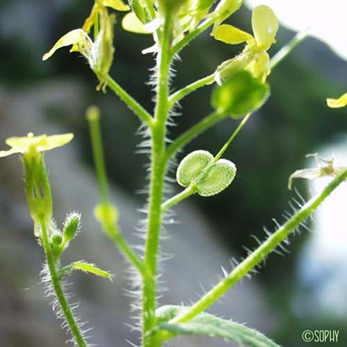 Lunetière à feuilles de Chicorée - Biscutella cichoriifolia