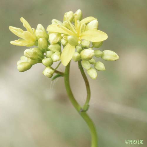 Lunetière lisse - Biscutella laevigata subsp. varia