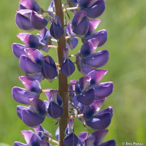 Lupin de Russell - Lupinus x regalis