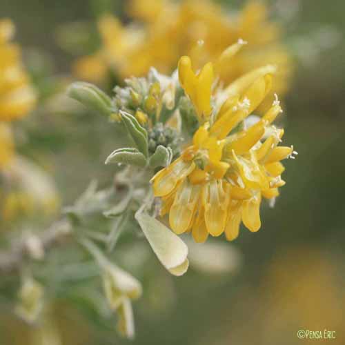 Luzerne arbustive - Medicago arborea