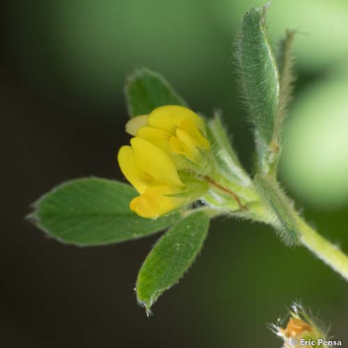 Luzerne de Gérard - Medicago rigidula