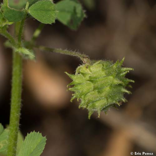 Luzerne de Gérard - Medicago rigidula