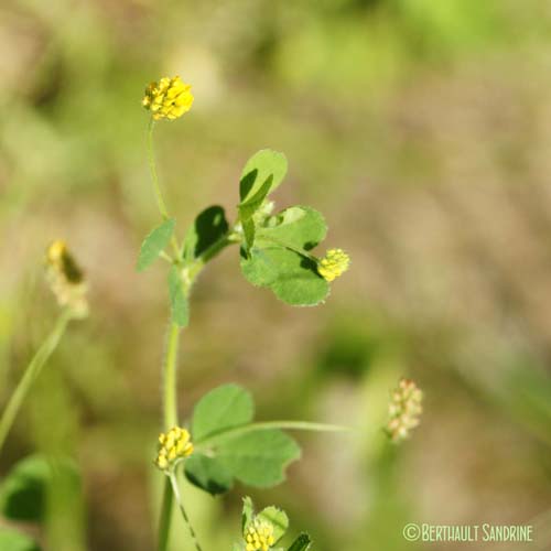 Luzerne lupuline - Medicago lupulina var. willdenowiana