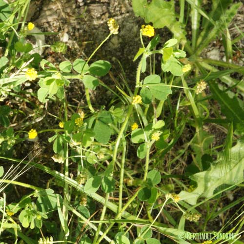 Luzerne lupuline - Medicago lupulina var. willdenowiana