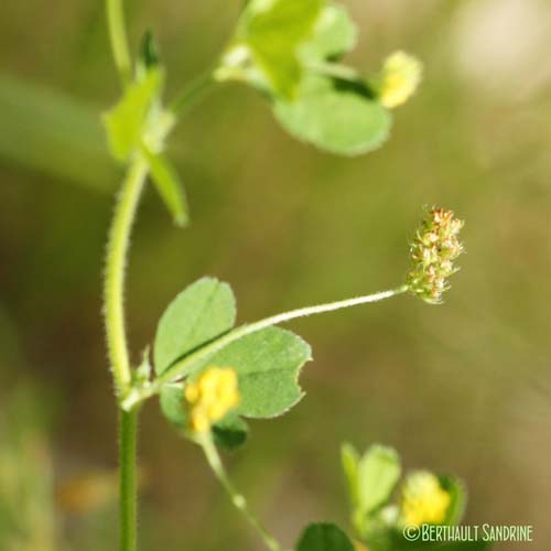 Luzerne lupuline - Medicago lupulina var. willdenowiana