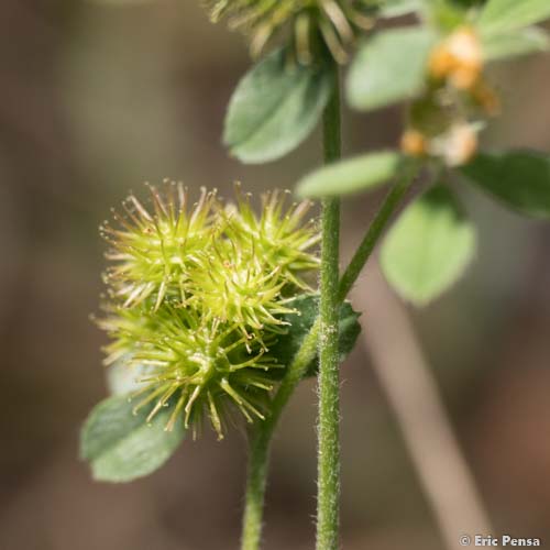 Luzerne naine - Medicago minima