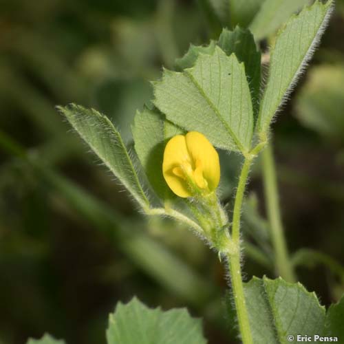 Luzerne tronquée - Medicago truncatula