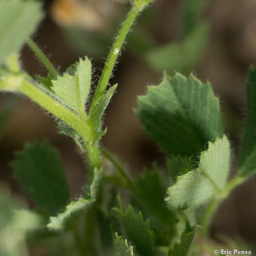 Luzerne tronquée - Medicago truncatula