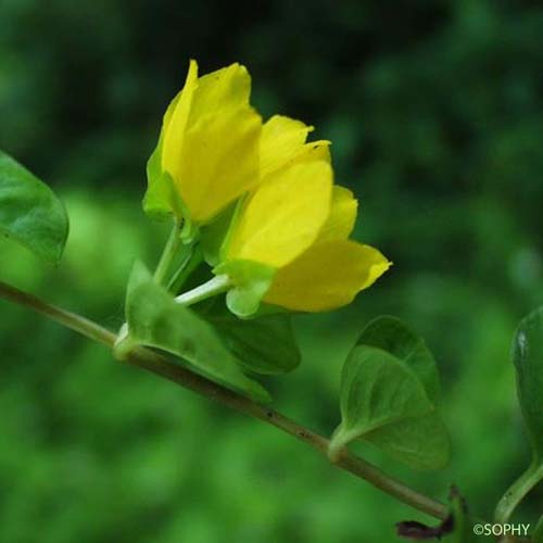 Lysimaque Nummulaire - Lysimachia nummularia