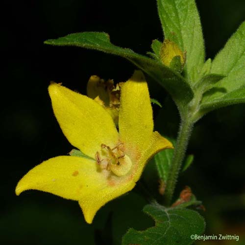 Lysimaque ponctuée - Lysimachia punctata