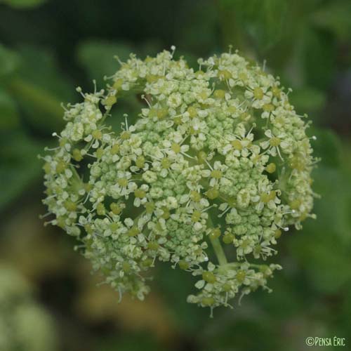 Maceron cultivé - Smyrnium olusatrum