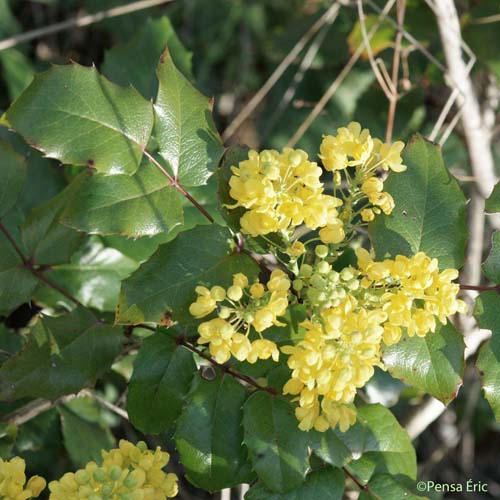 Mahonia à feuilles de houx - Berberis aquifolium