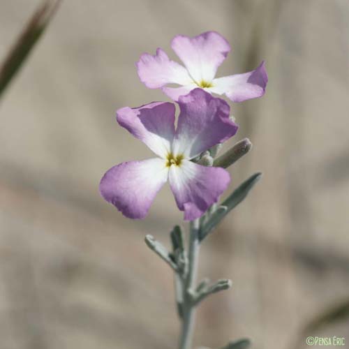 Malcolmie des côtes - Malcolmia littorea