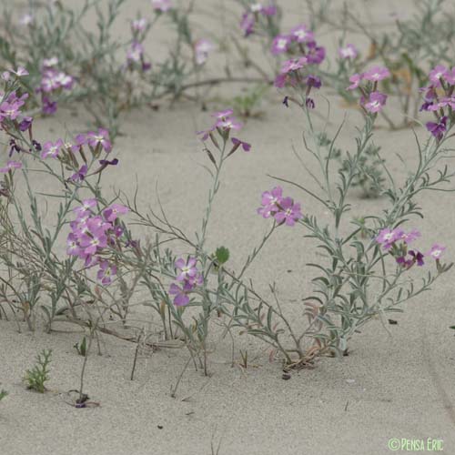 Malcolmie des côtes - Malcolmia littorea