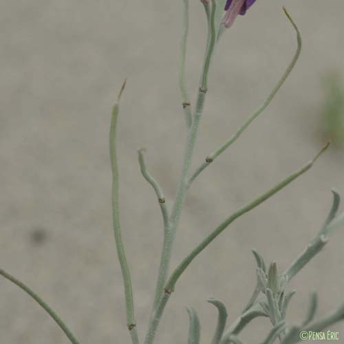 Malcolmie des côtes - Malcolmia littorea